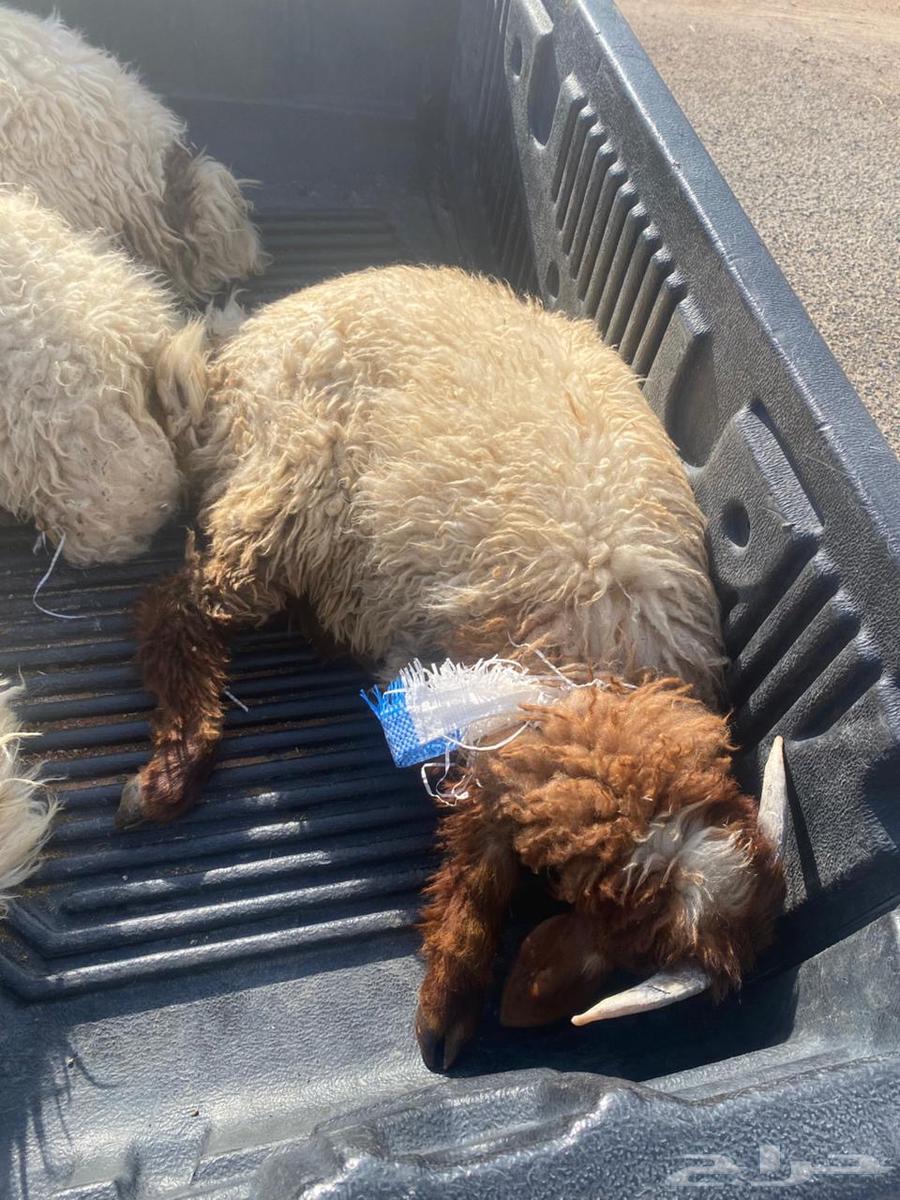 طليان هرافي مغلقات64389599076866113