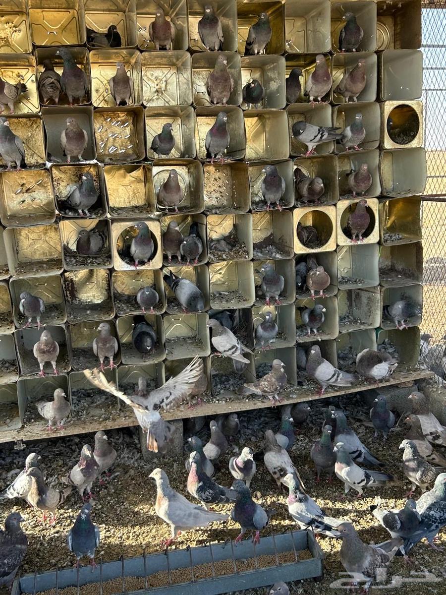 عشة حمام للبيع سلفر وزاجل64383608882563110