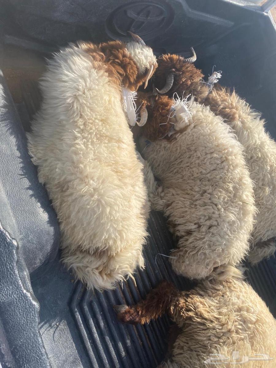 طليان هرافي مغلقات64389599076866110