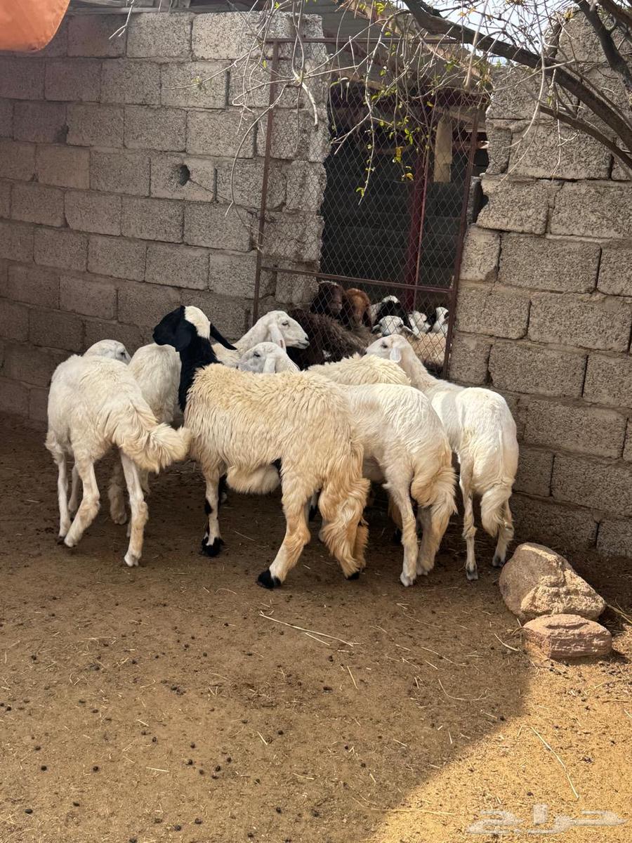 رخال دفع للبيع64385942547843110