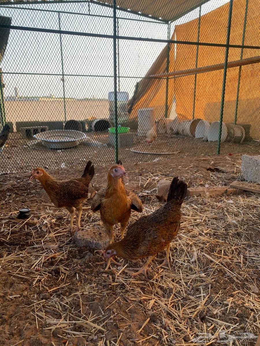 للبيع دجاج64390953562497110