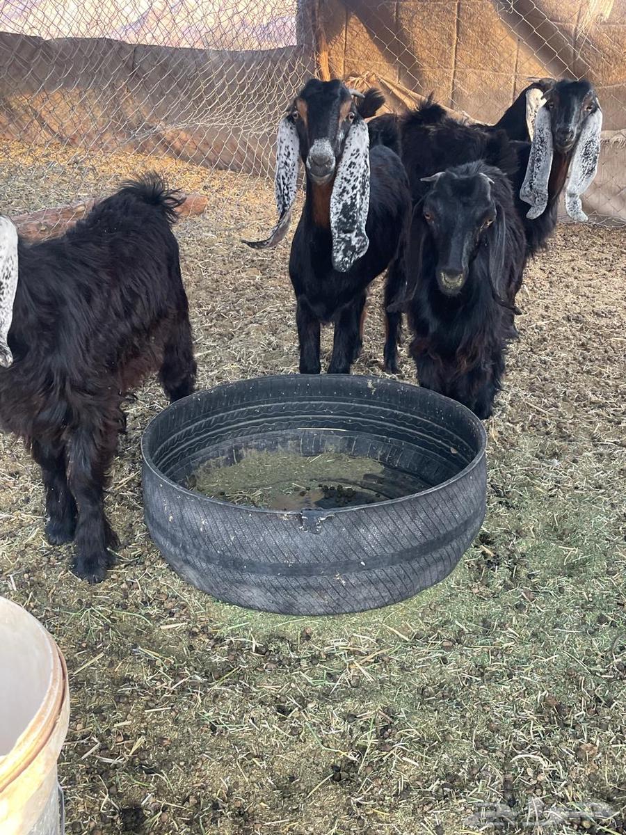 جفار للبيع64388343496195112