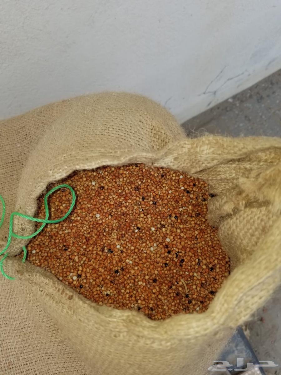 حب احمر خريف ذرة64383719008257112