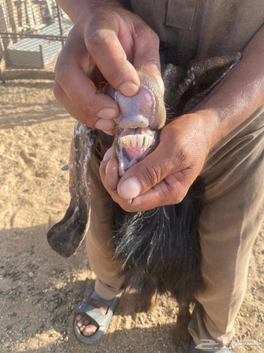 10 معزاء للبيع مع فحلها64377315196035113