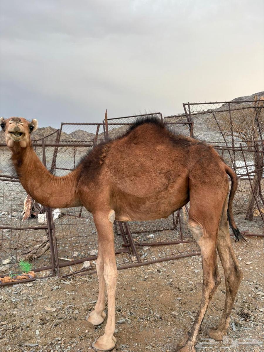 للبيع بكره مفروده64383108156033111