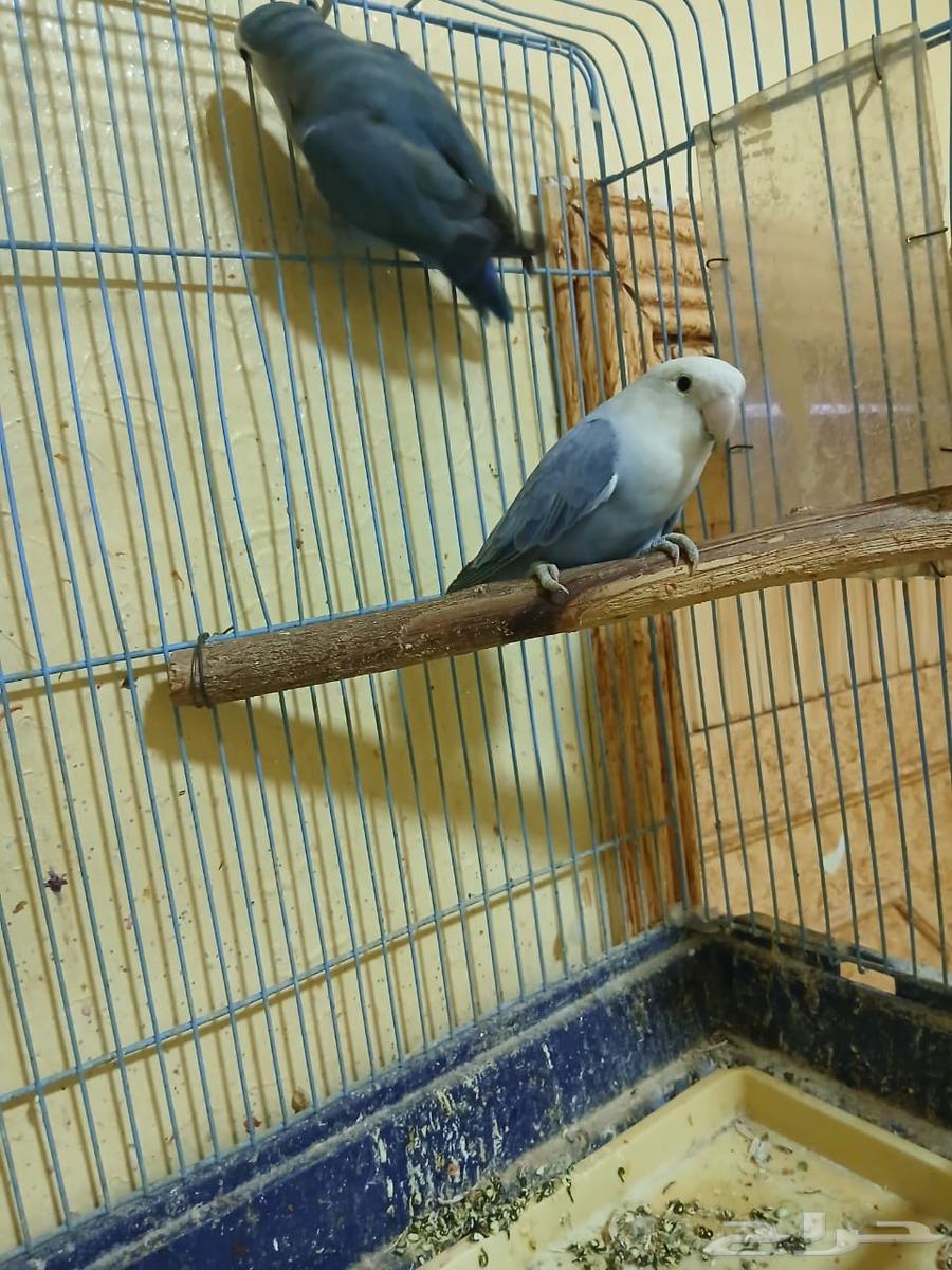 جوز روز للبيع منتج وانتاجه بصوره مكينه انتاج64385202356611110