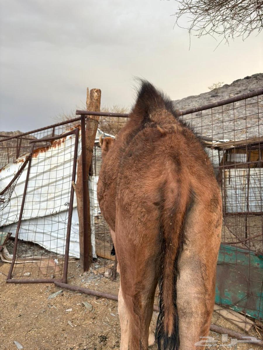 للبيع بكره مفروده64383108156033114