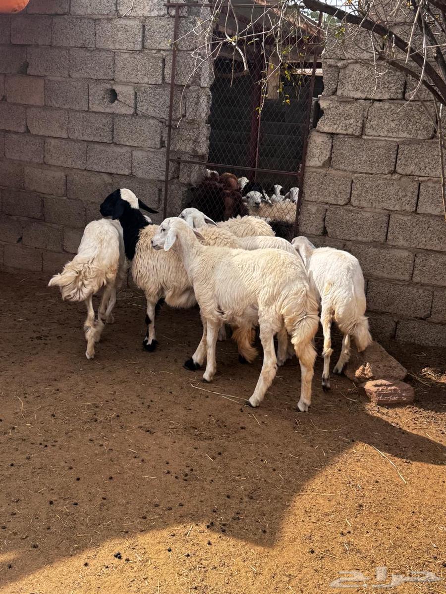 رخال دفع للبيع64385942547843113