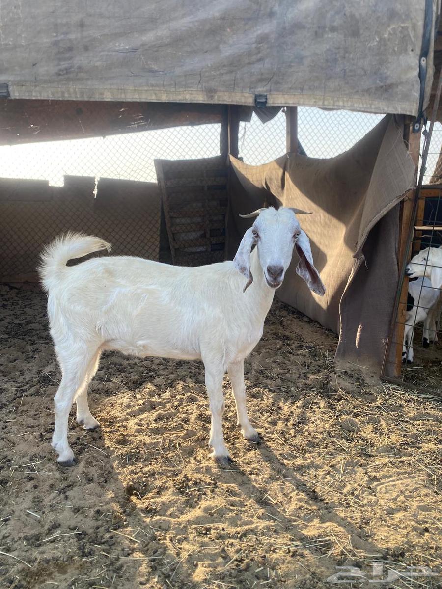 عنز للبيع64386068598147110