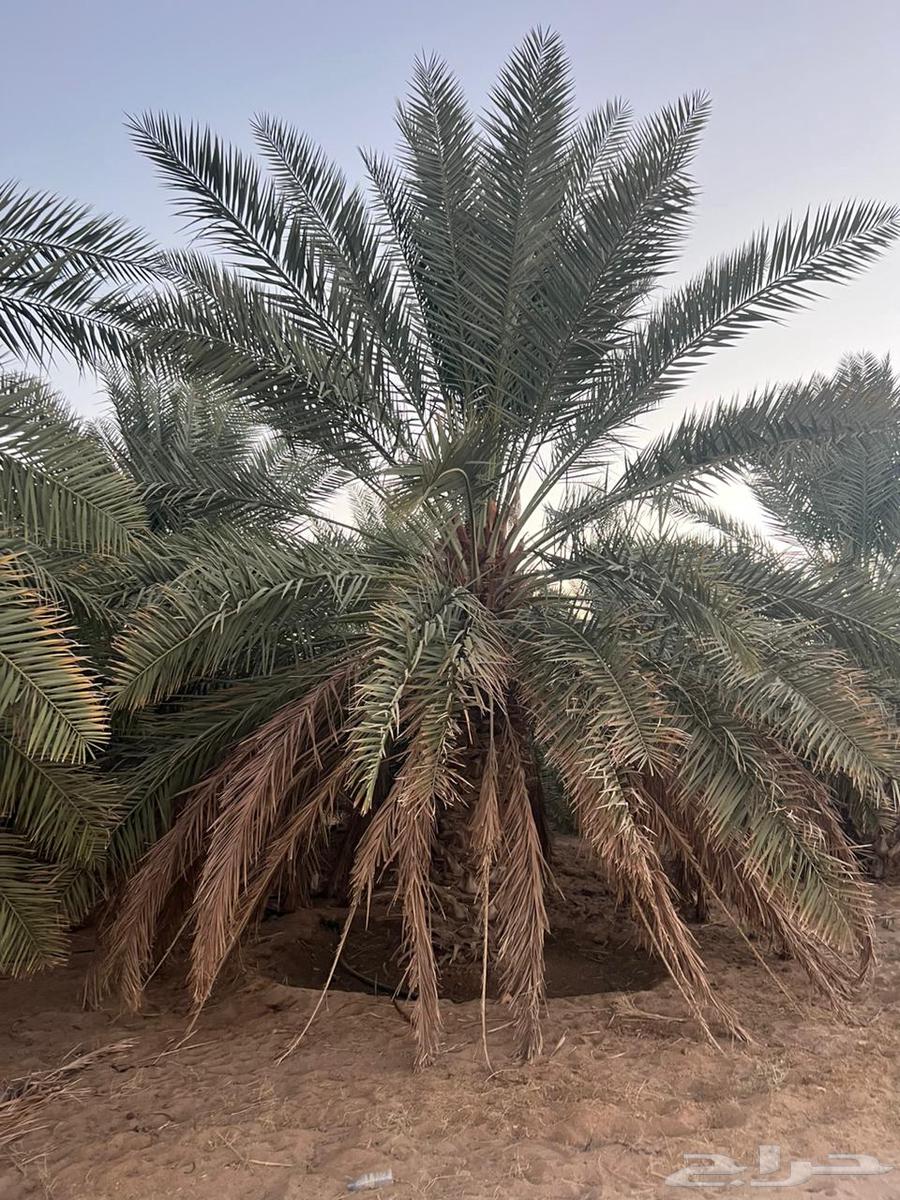 Palm trees for sale in different heights64388729677057114