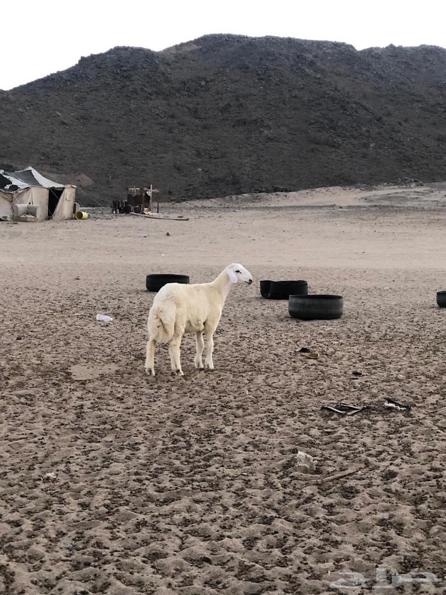 طلي حري للبيع64390843222017110