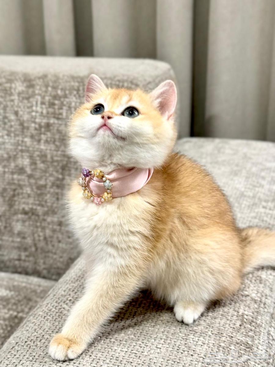 أنثى كيتن (3 شهور ) بريتش بيور ( للبيع ) مستوى بطل64377623029250111