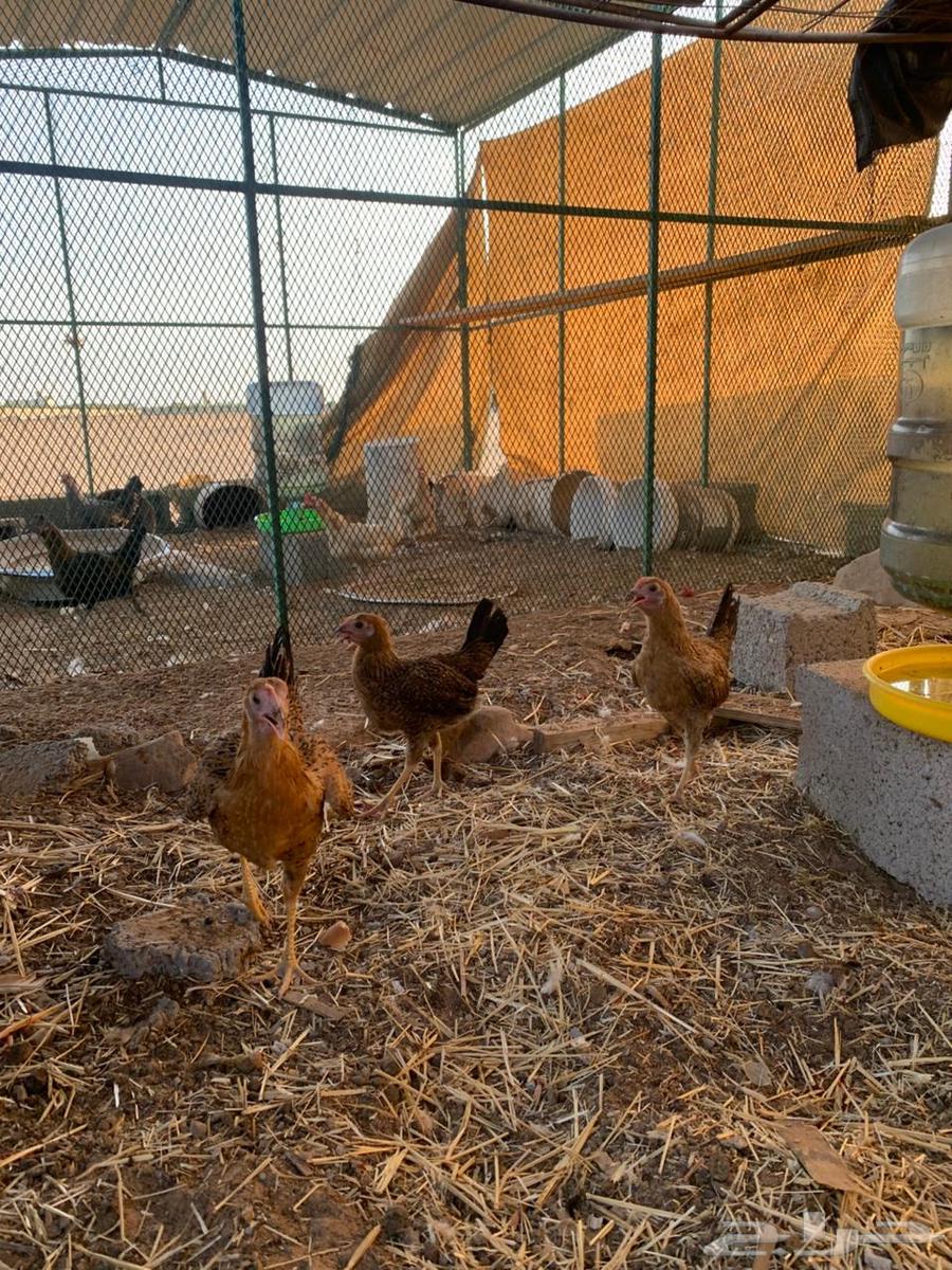 للبيع دجاج64390953562497112