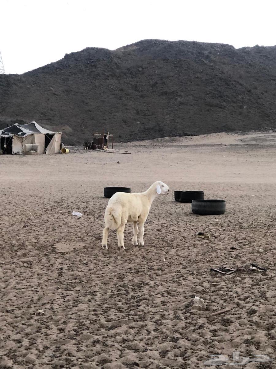 طلي حري للبيع64390843222017112