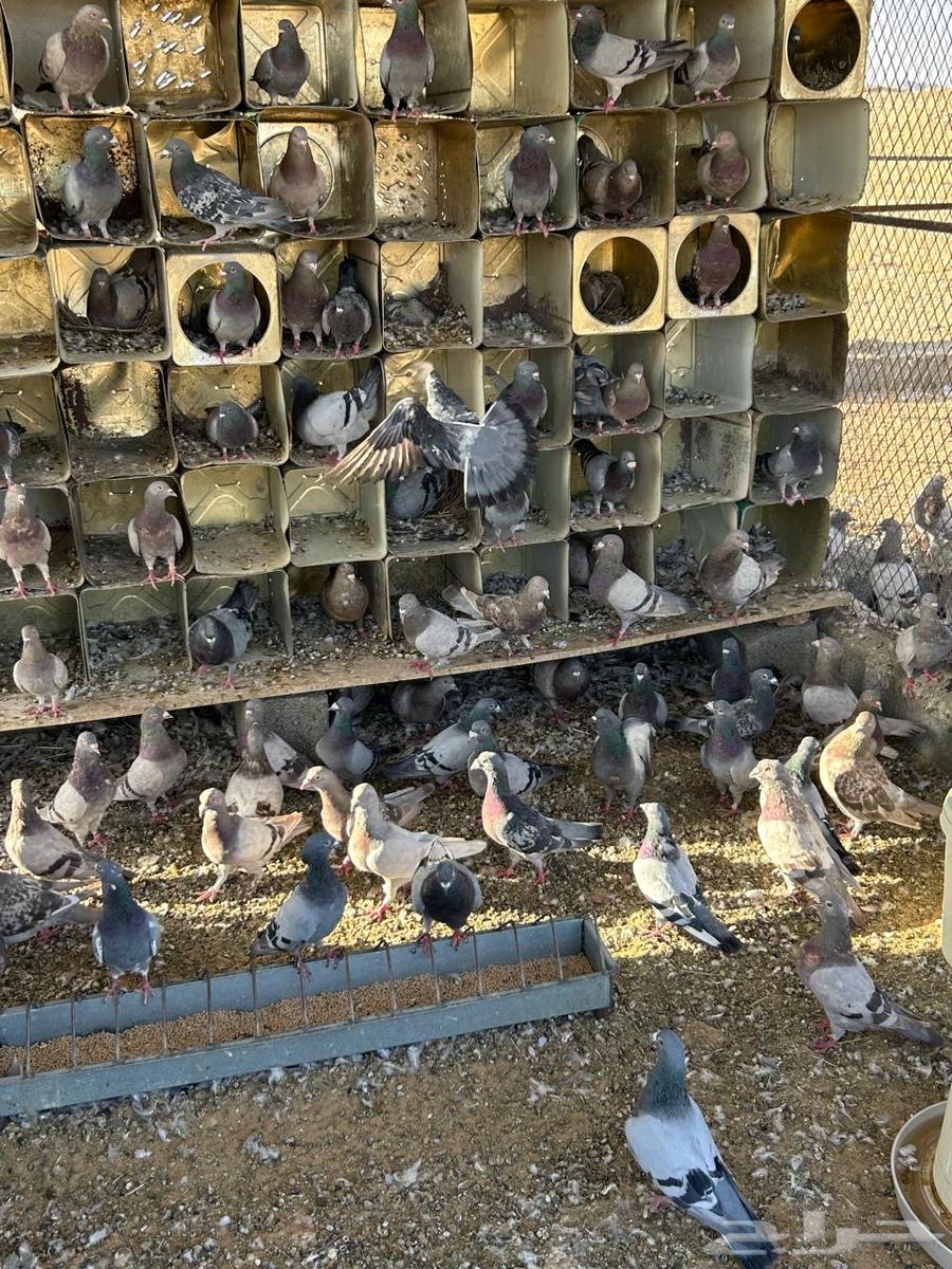 عشة حمام للبيع سلفر وزاجل64383608882563111