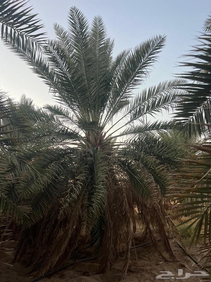 Palm trees for sale in different heights64388729677057110