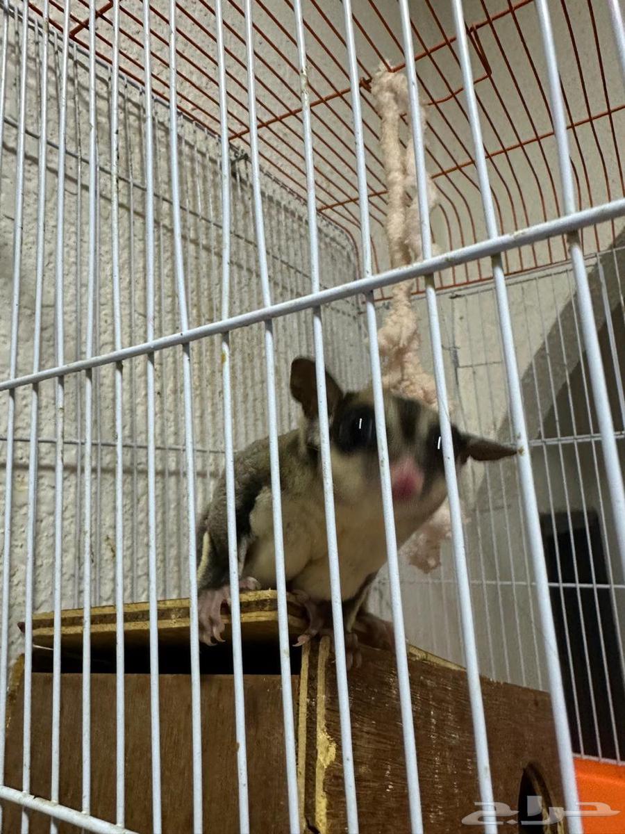 سنجاب64388976828675111