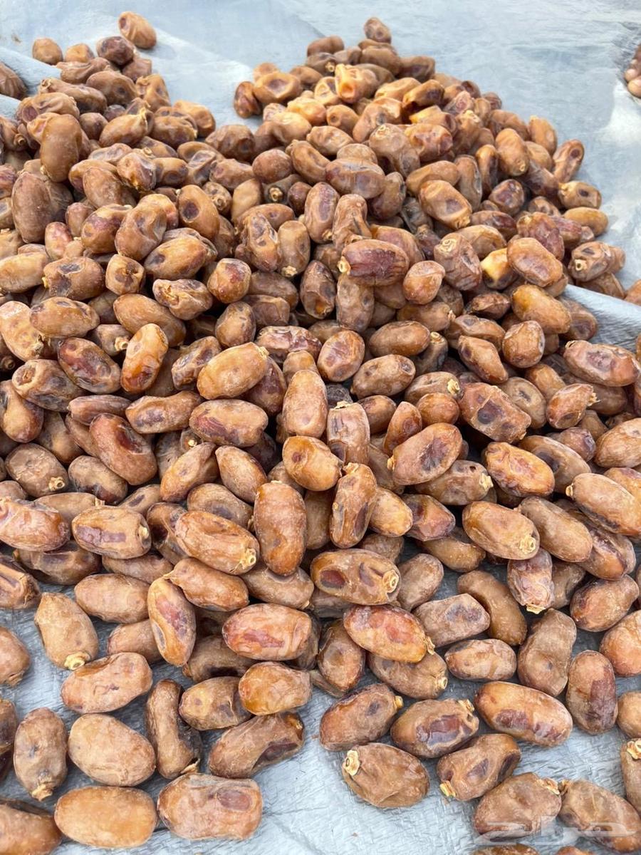 Tamr Khalas64386697101955111