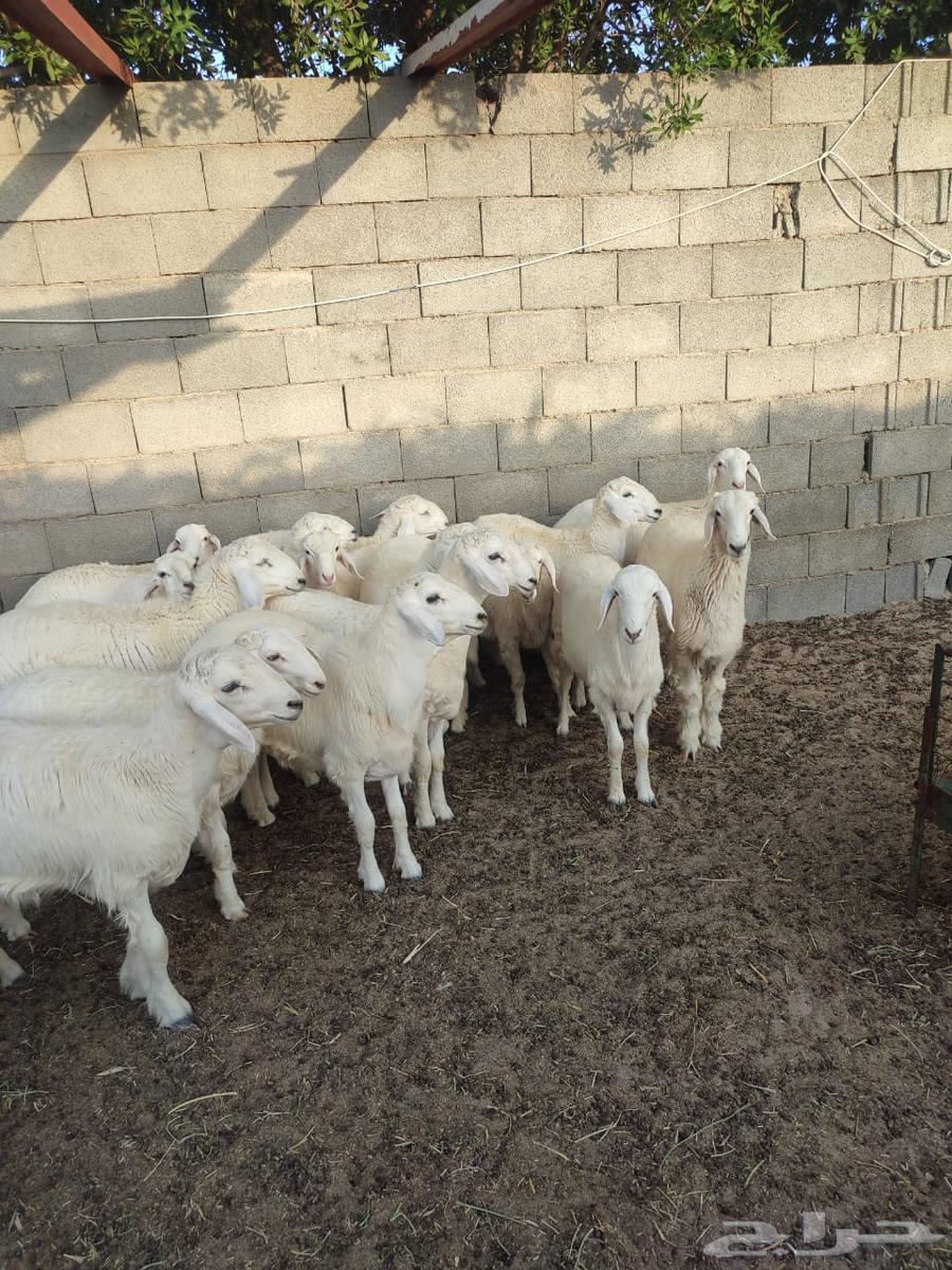 طليان حرية للبيع64390706563714111