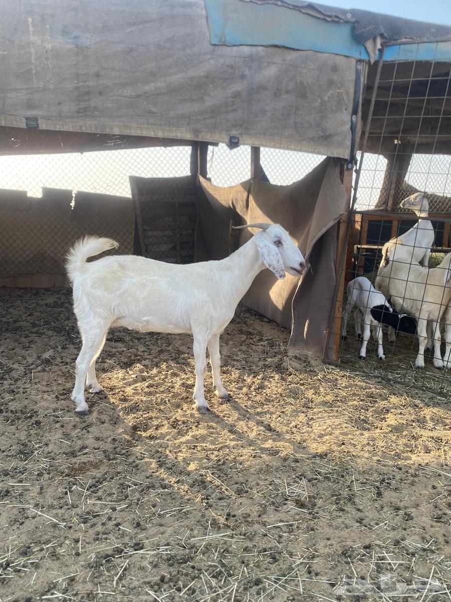 عنز للبيع64386068598147111