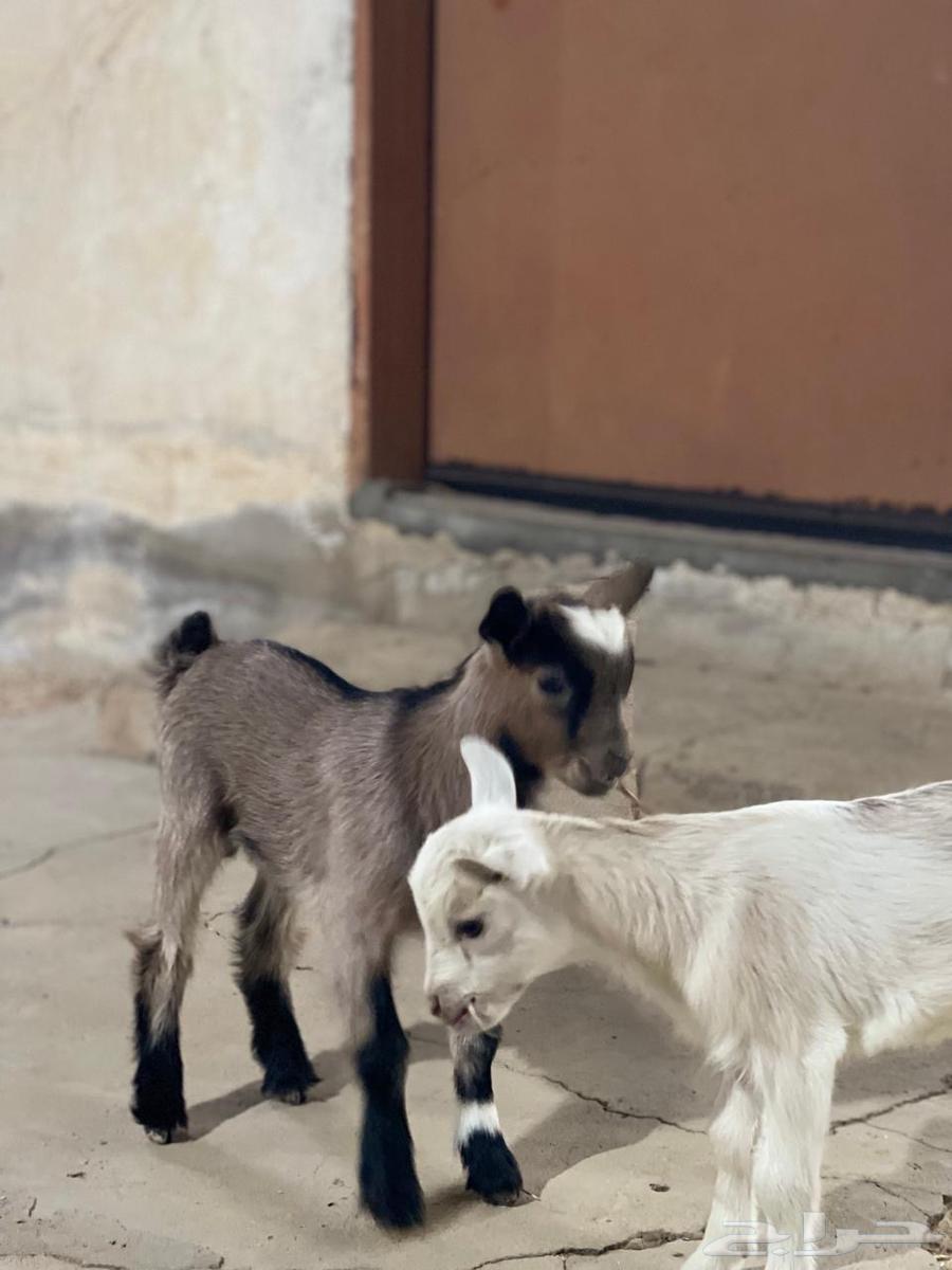 Dwarf Goat64384410068099111