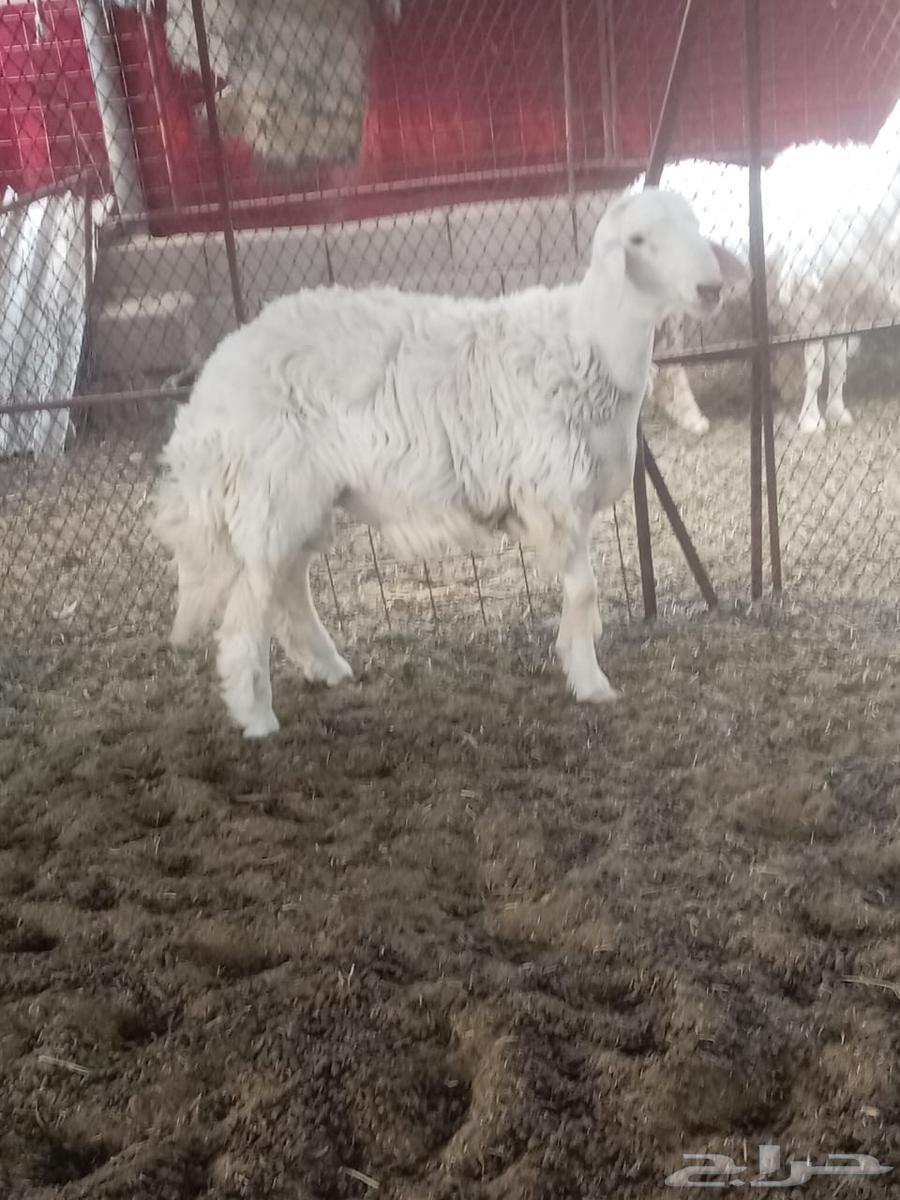 خروف توا ثاني64389502562049111