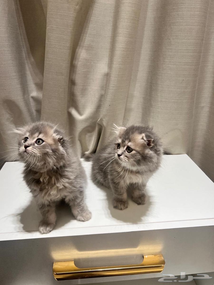 Kitten Scottish64377108529923112