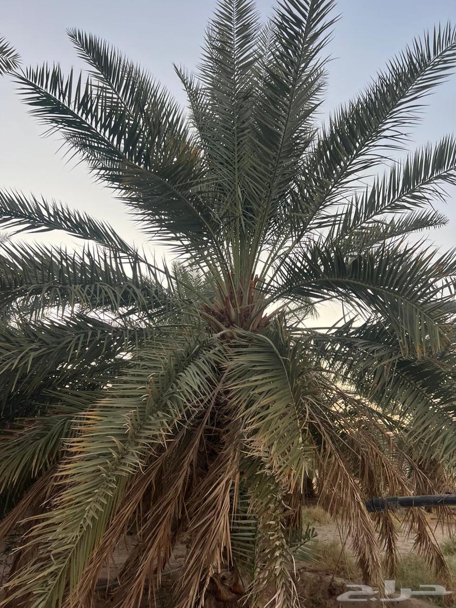 Palm trees for sale in different heights64388729677057111