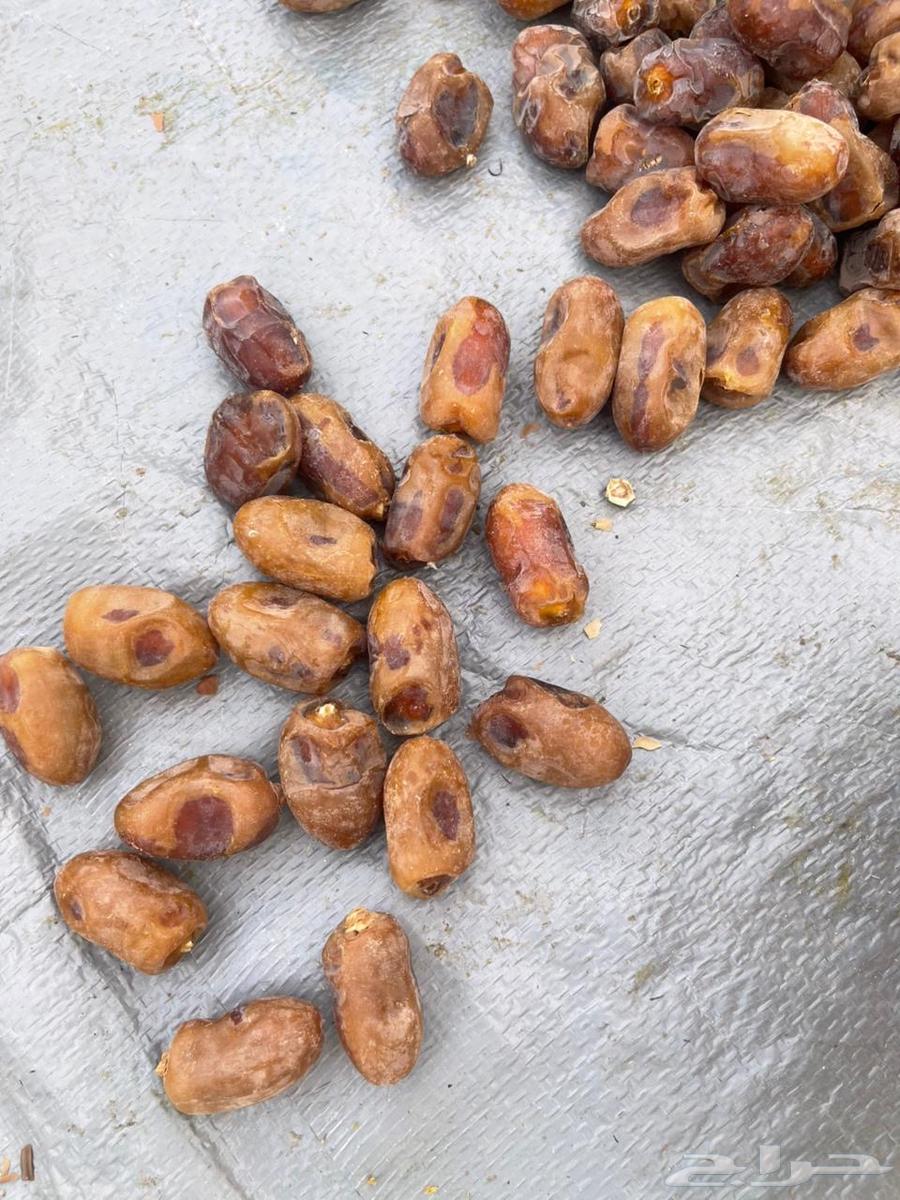 Tamr Khalas64386697101955113