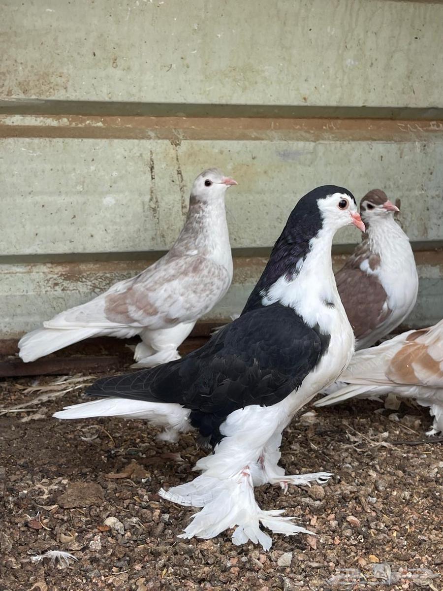 حمام للبيع64389364209922110