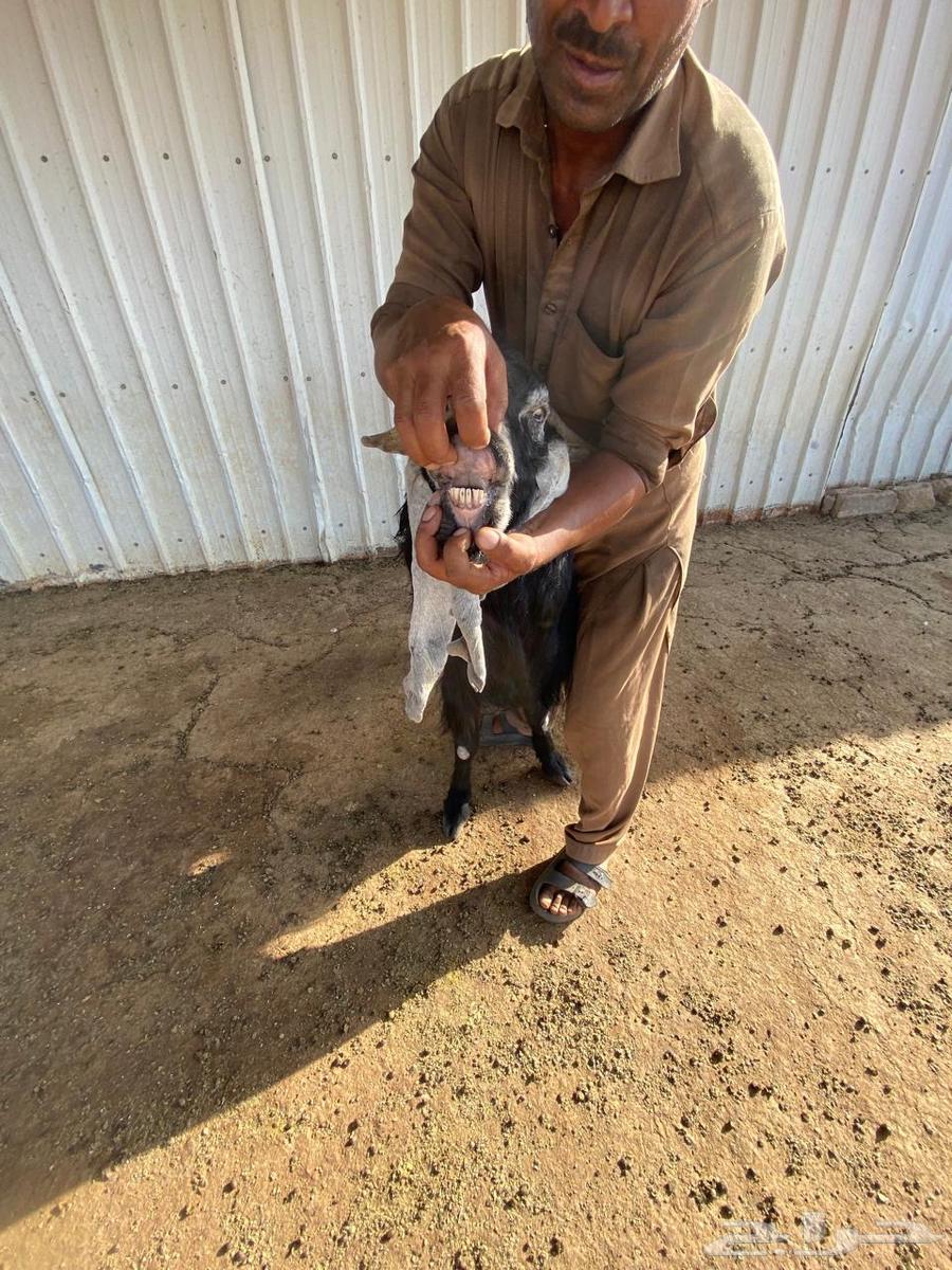 10 معزاء للبيع مع فحلها64377315196035112