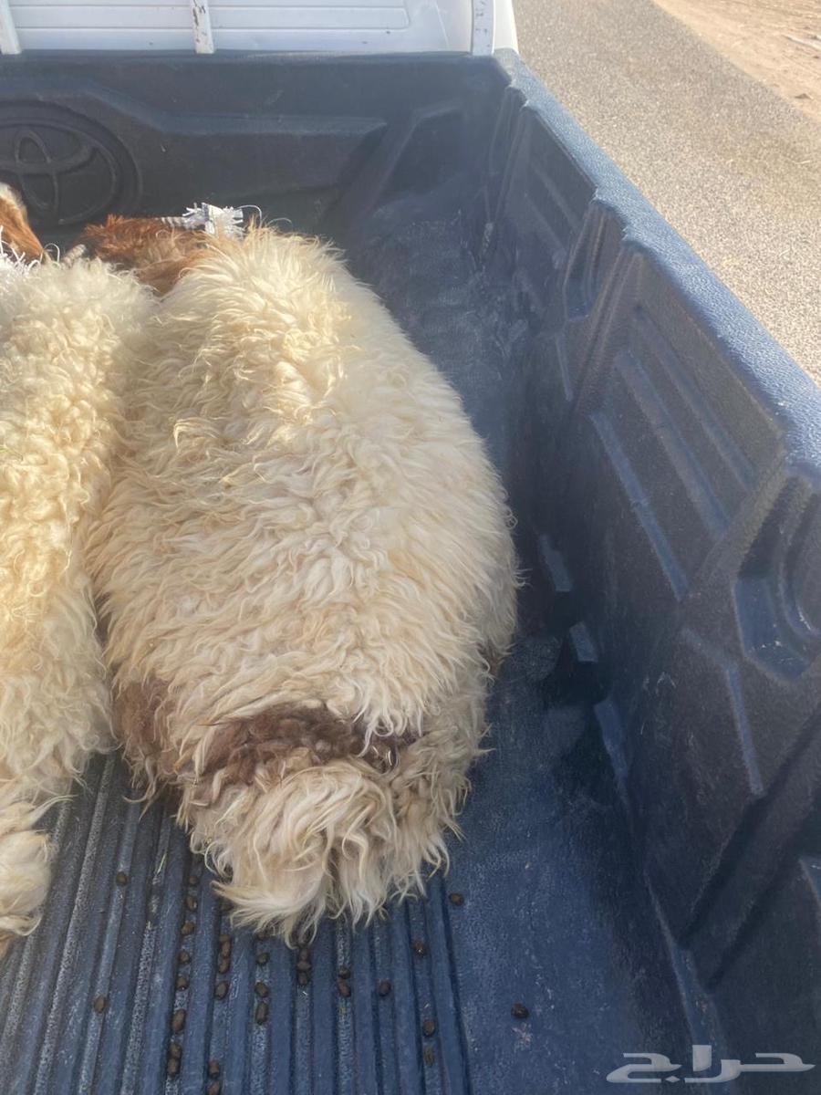 طليان هرافي مغلقات64389599076866111