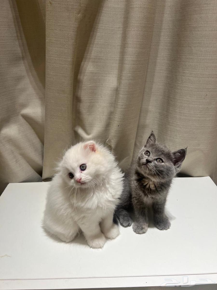 Kitten Scottish64377108529923111