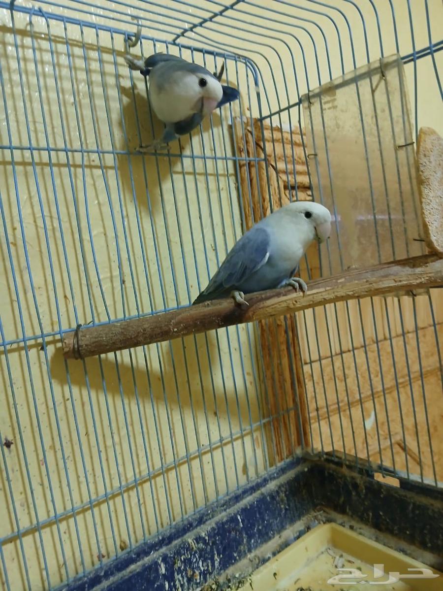 جوز روز للبيع منتج وانتاجه بصوره مكينه انتاج64385202356611111