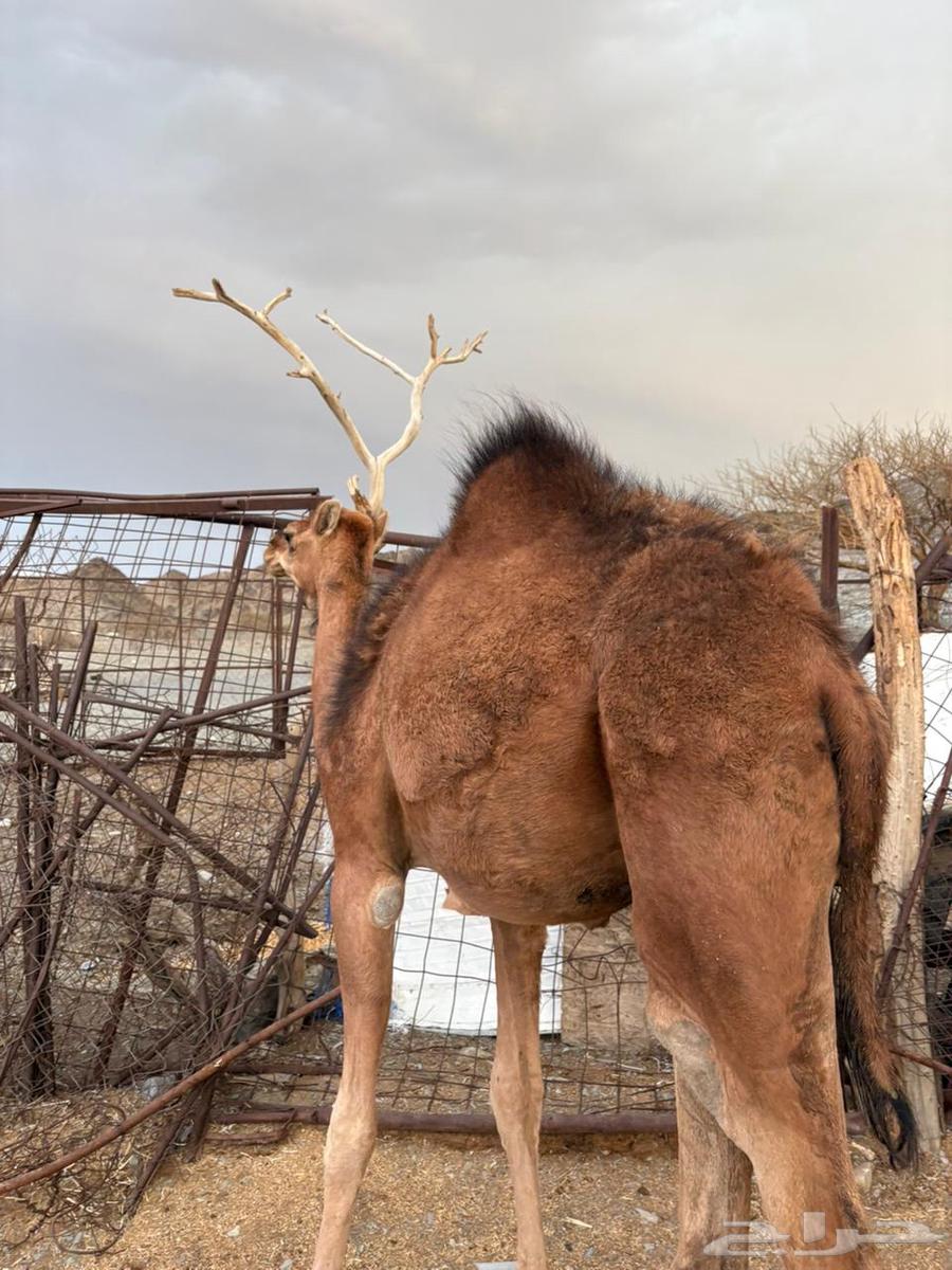 للبيع بكره مفروده64383108156033113