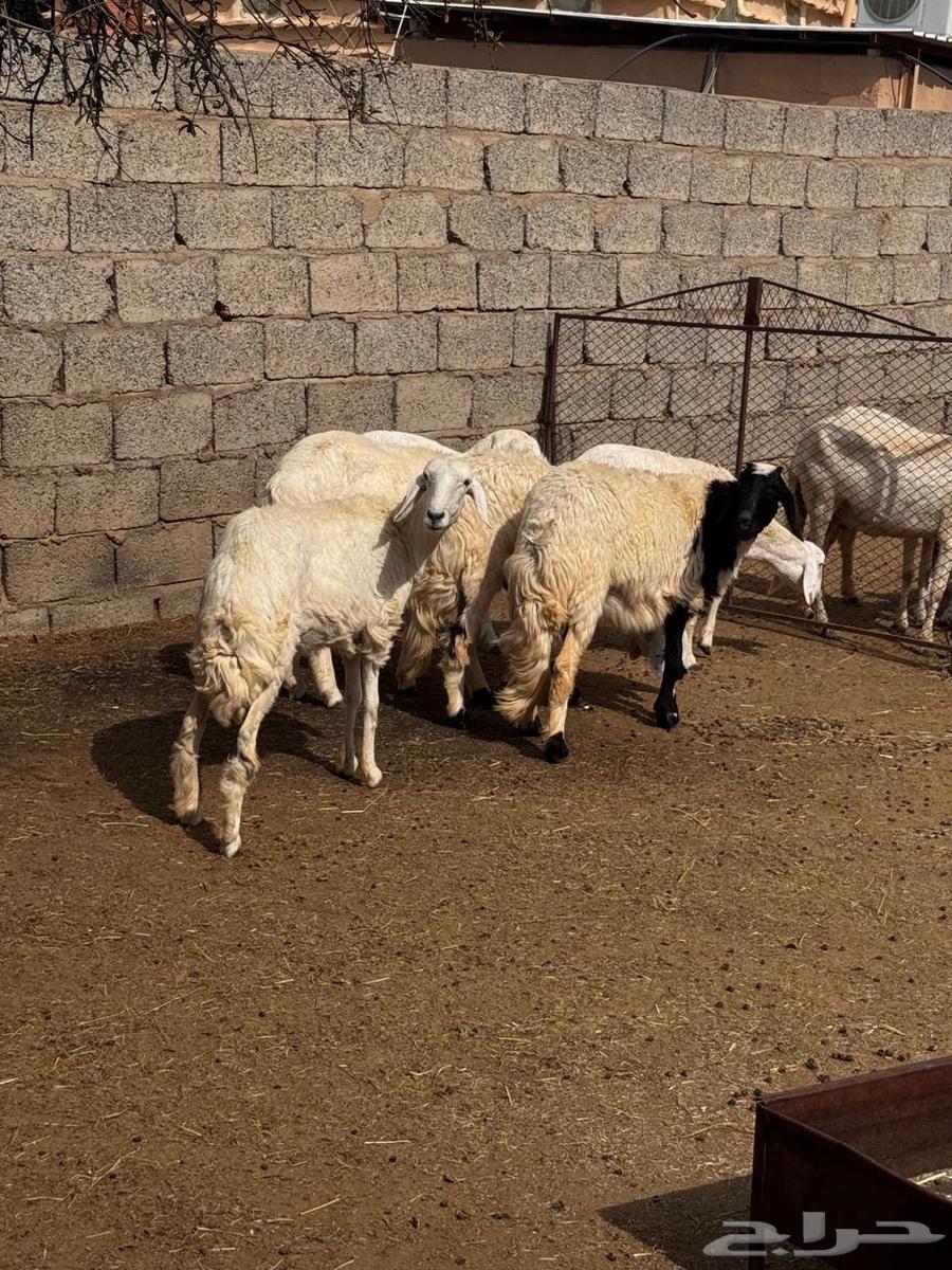 رخال دفع للبيع64385942547843114