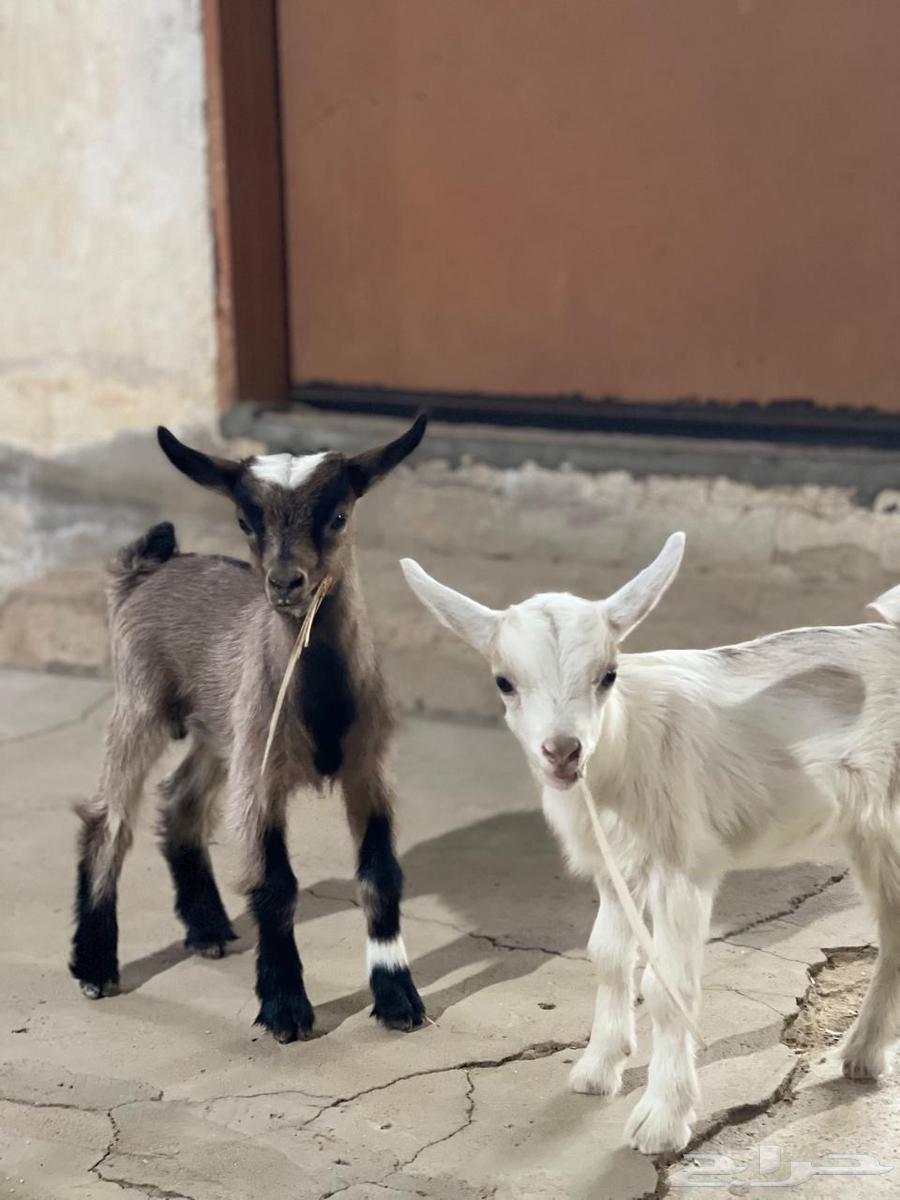 Dwarf Goat64384410068099110