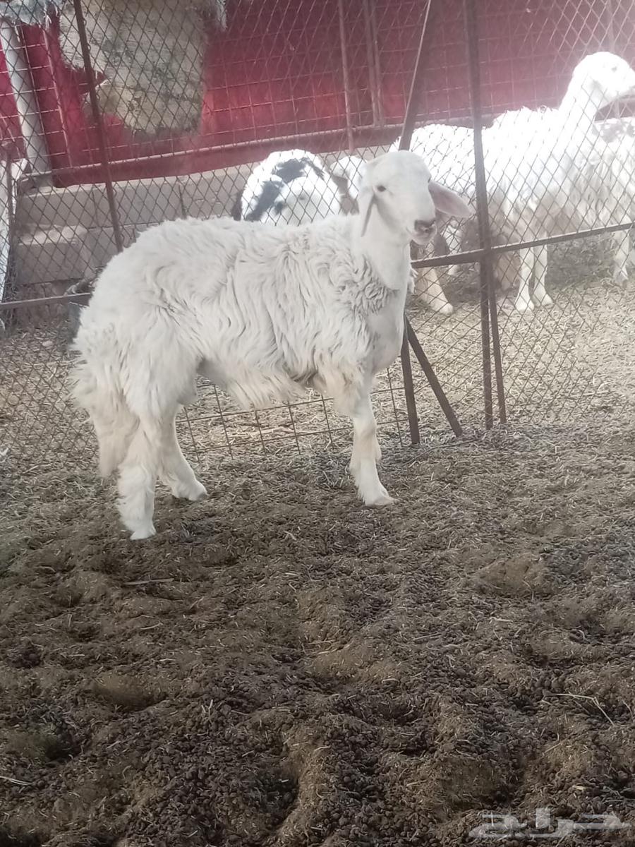 خروف توا ثاني64389502562049110