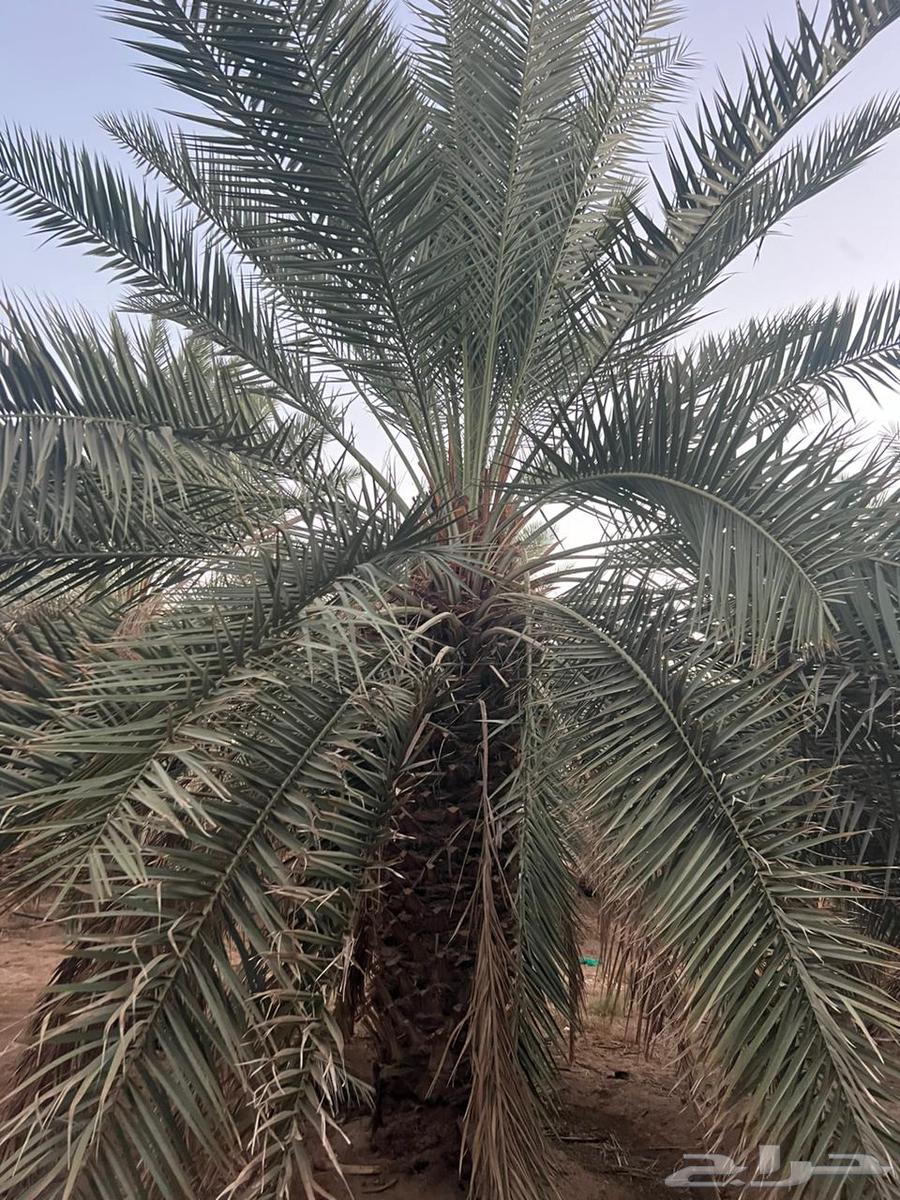 Palm trees for sale in different heights64388729677057112