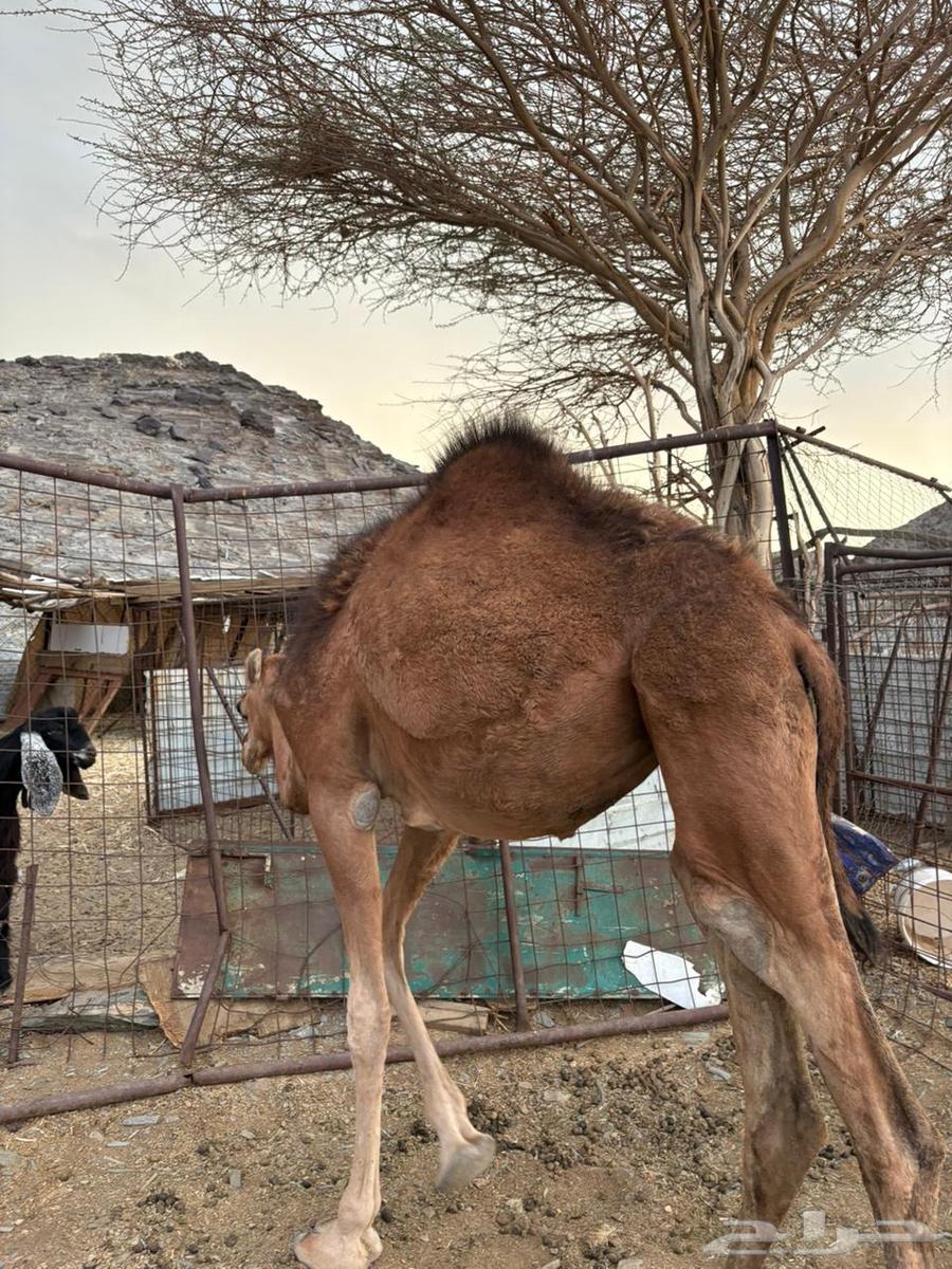 للبيع بكره مفروده64383108156033112