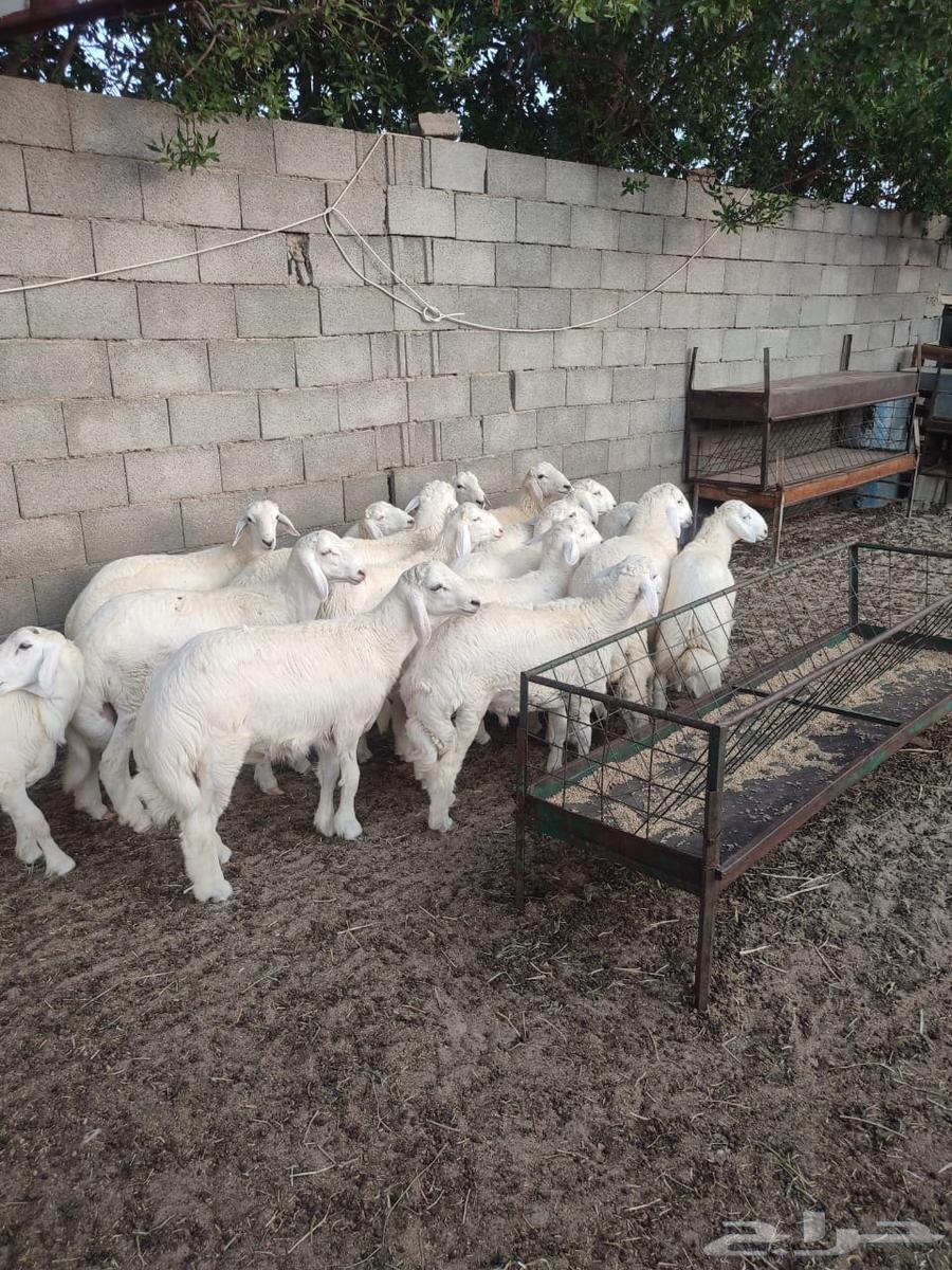 طليان حرية للبيع64390706563714110