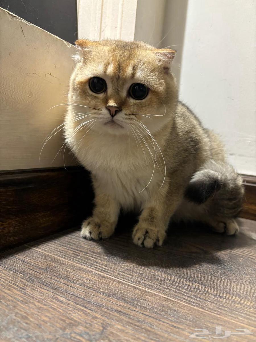 Scotch Double Fold Pure64381726338307110