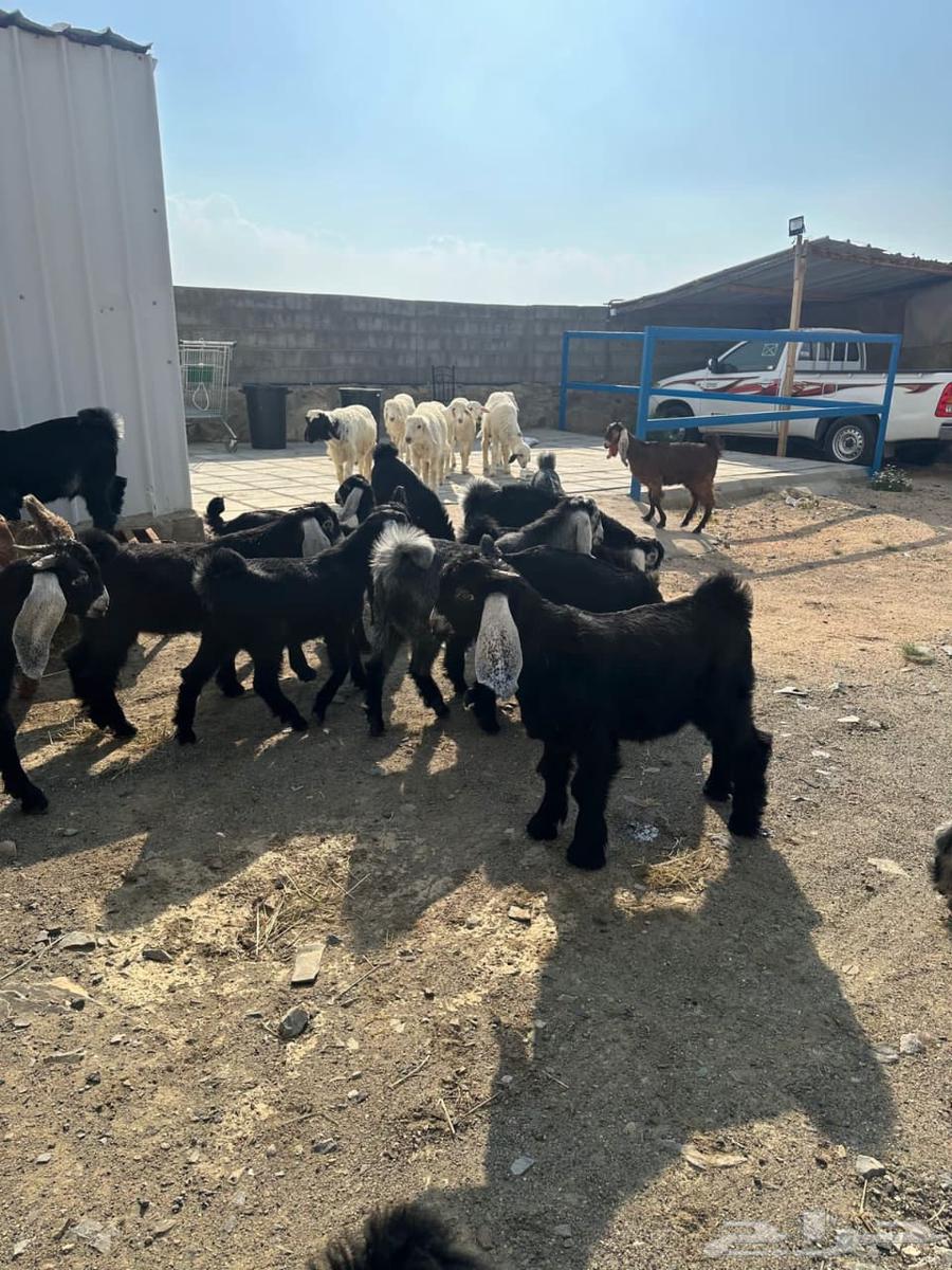 Abu Saeed Al-Shahrani's Slaughters64384409873026113