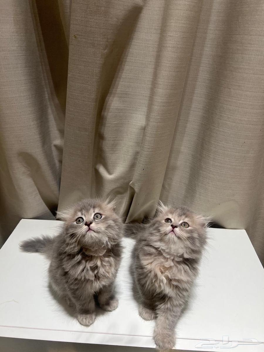 Kitten Scottish64377108529923113