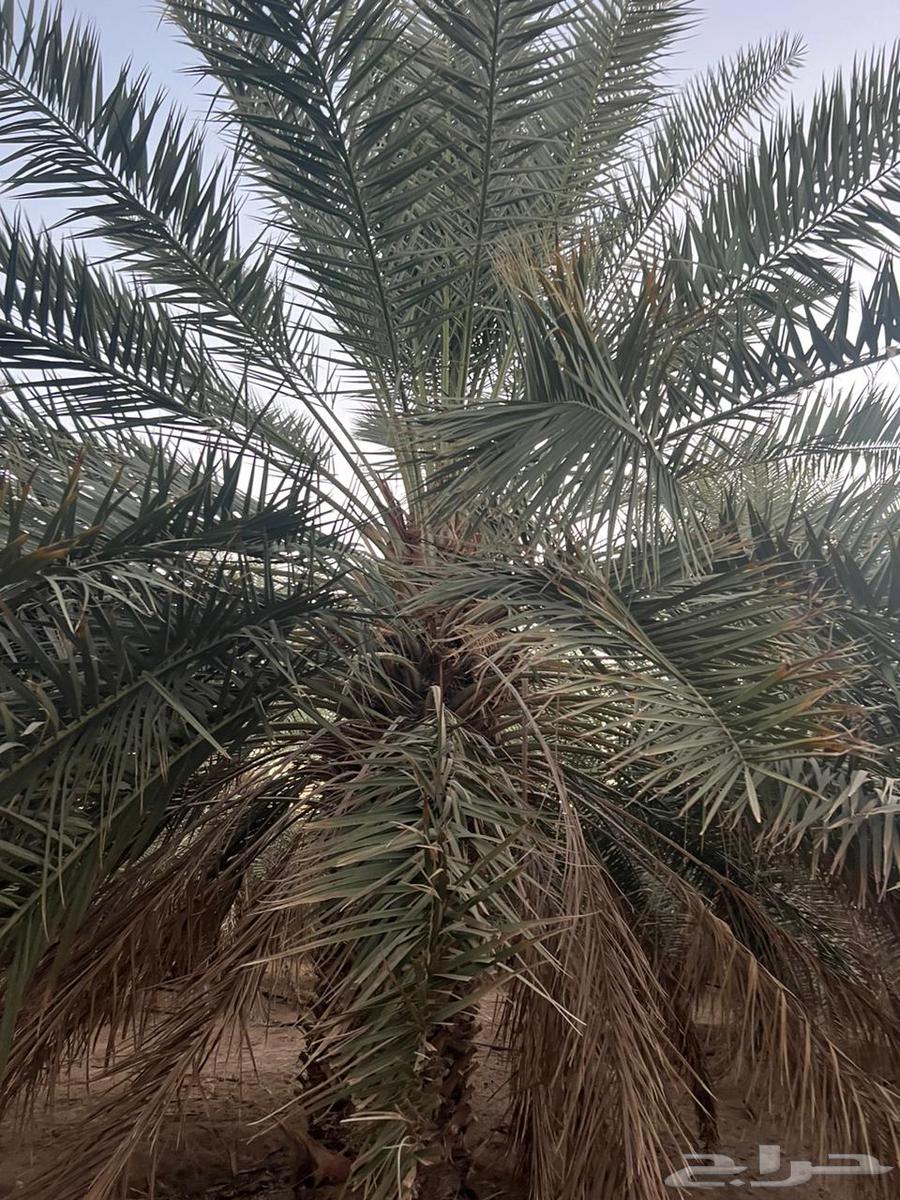 Palm trees for sale in different heights64388729677057113