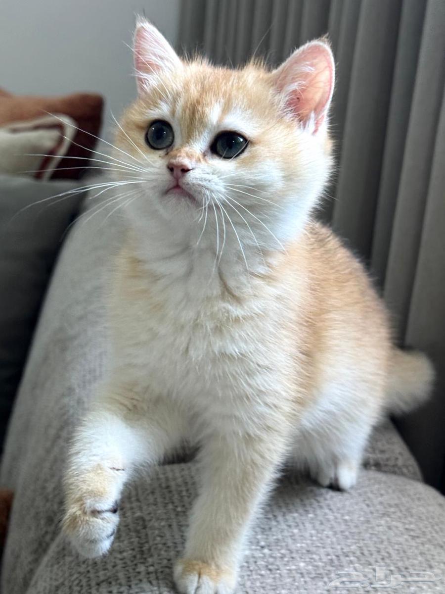 أنثى كيتن (3 شهور ) بريتش بيور ( للبيع ) مستوى بطل64377623029250112