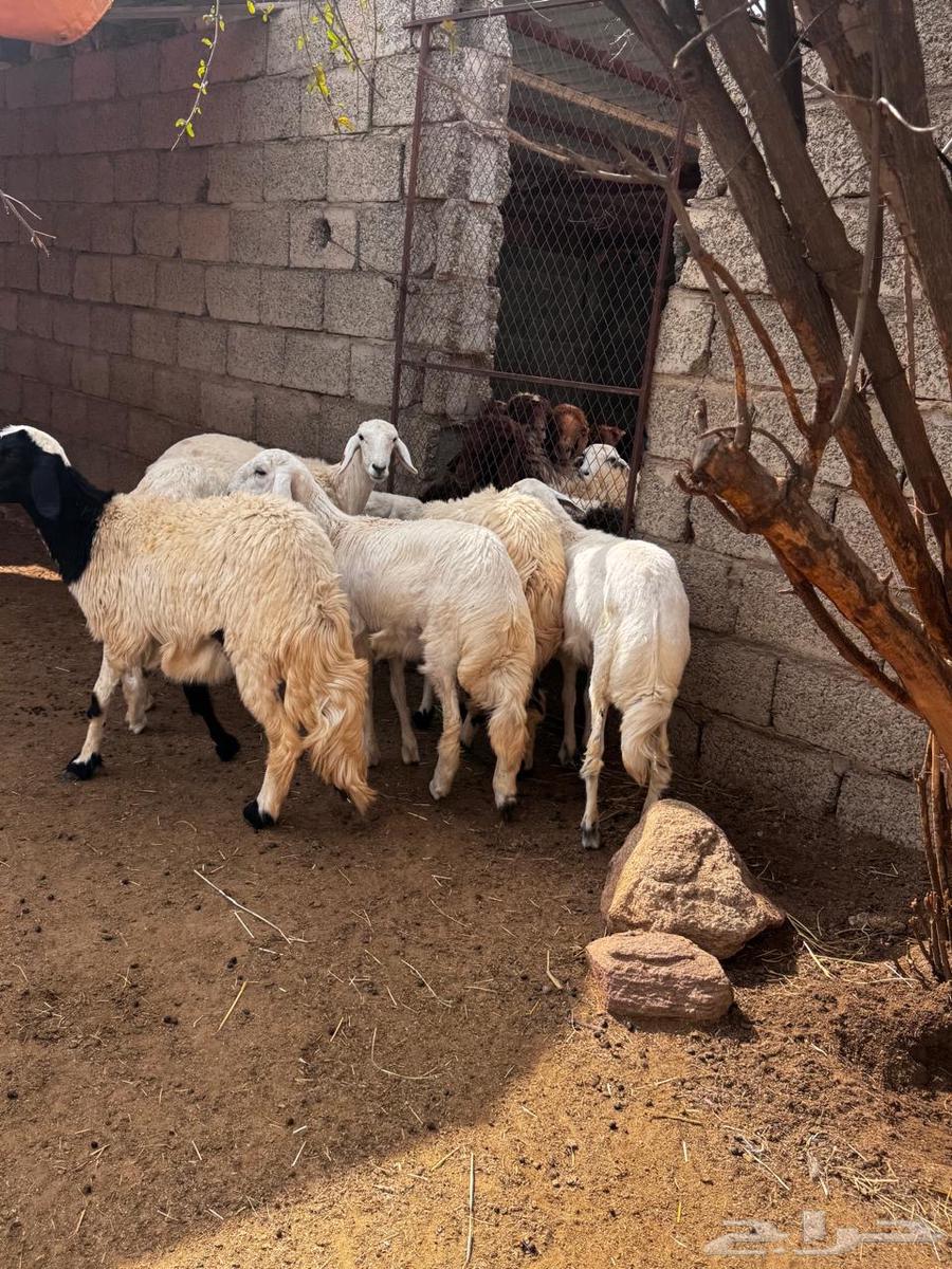 رخال دفع للبيع64385942547843111