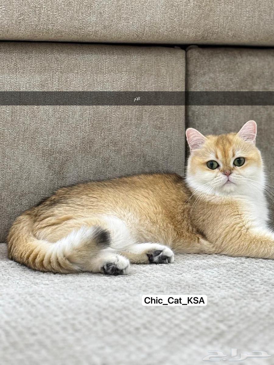 كيتن ( أنثى ) بريتش بيور للبيع مستوى بطل64372419838083113