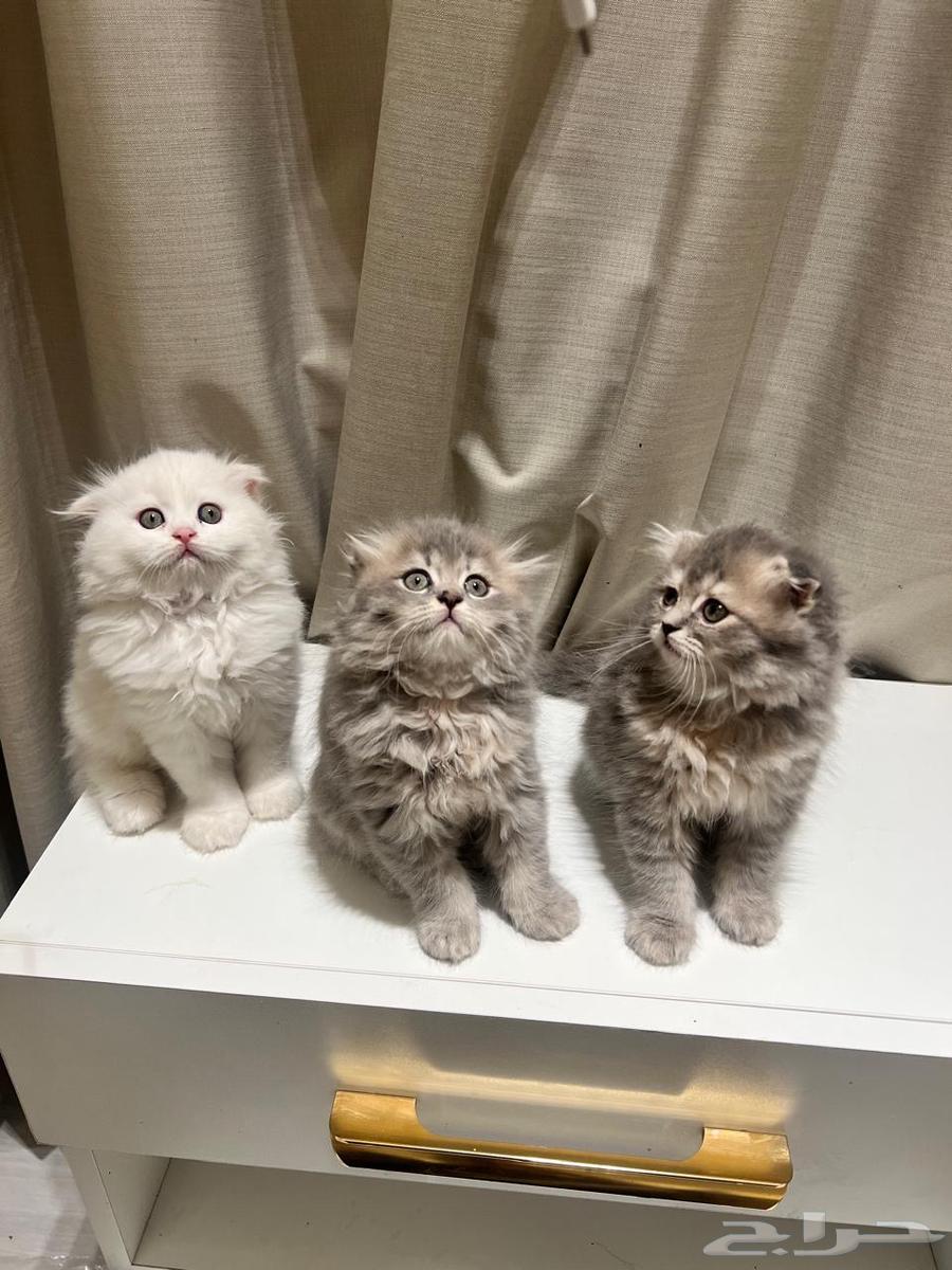 Kitten Scottish64377108529923110