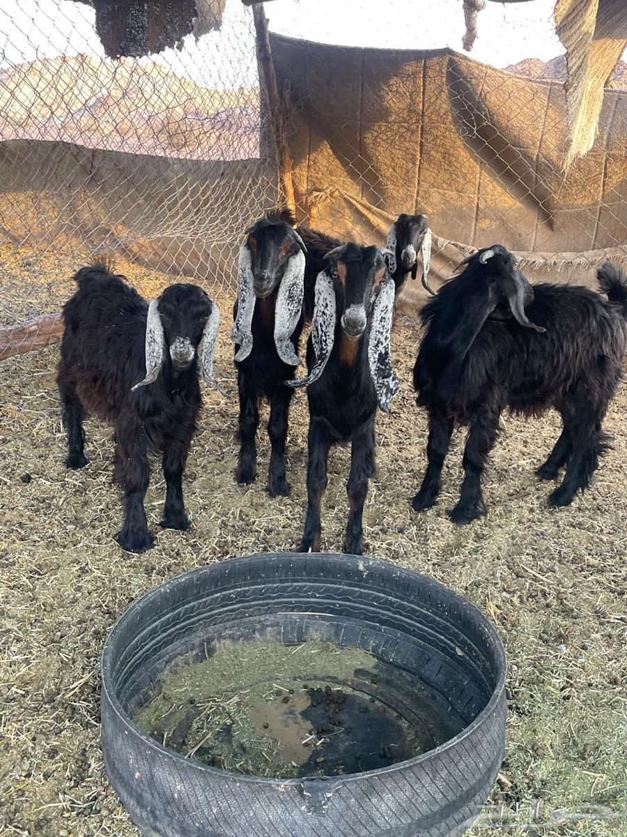 جفار للبيع64388343496195110